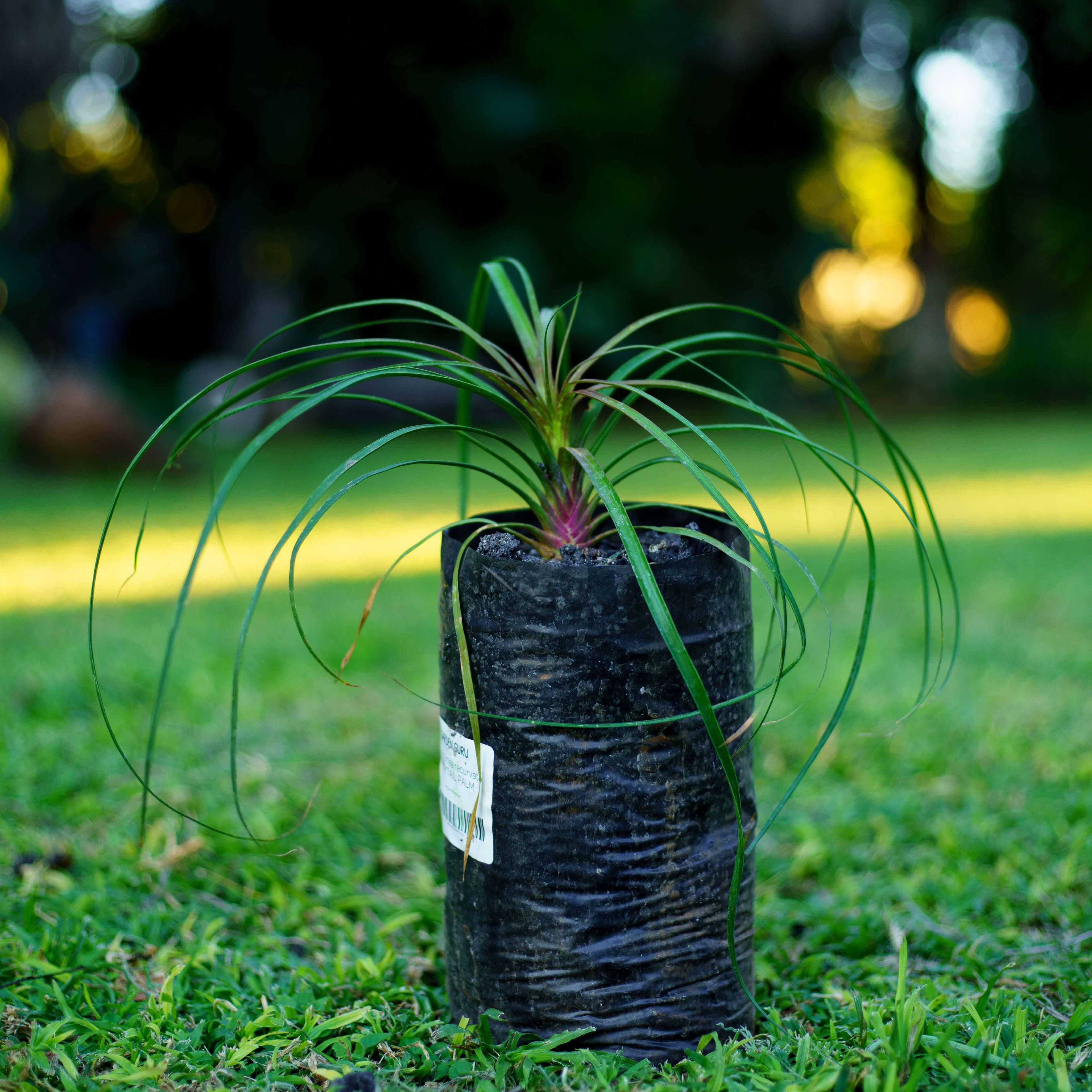 Pony Tail Palm