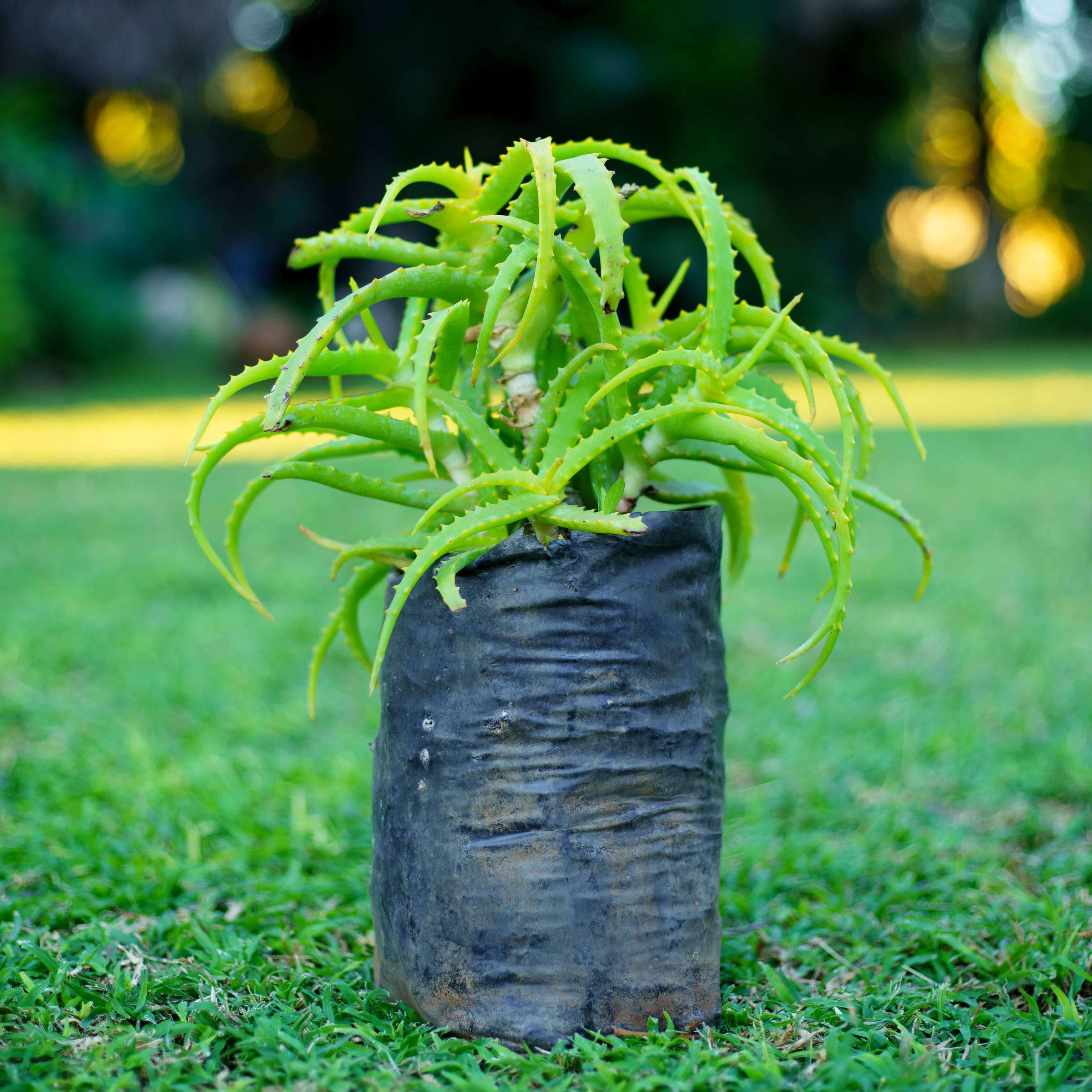 Aloe Vera