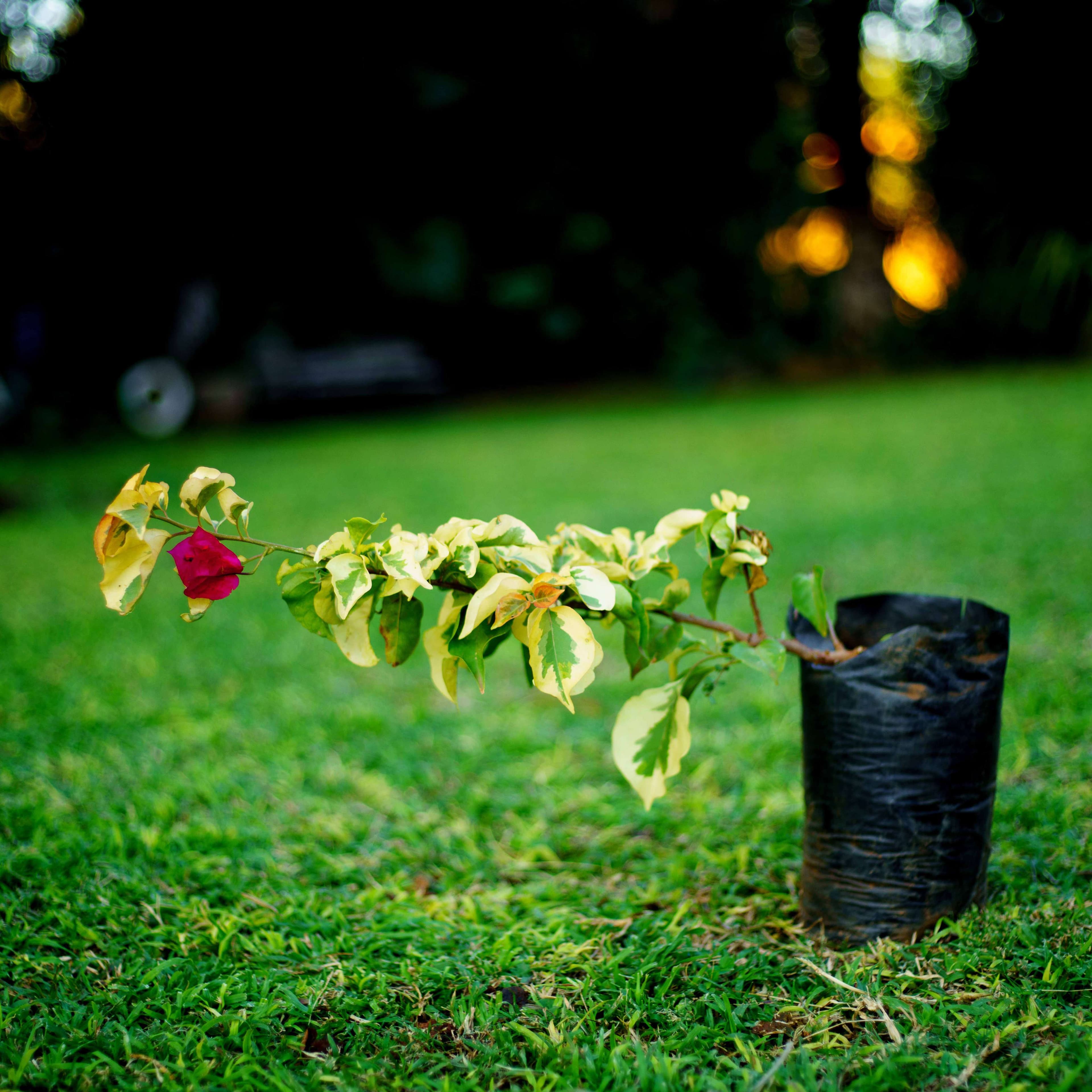 Bougainvillea Large
