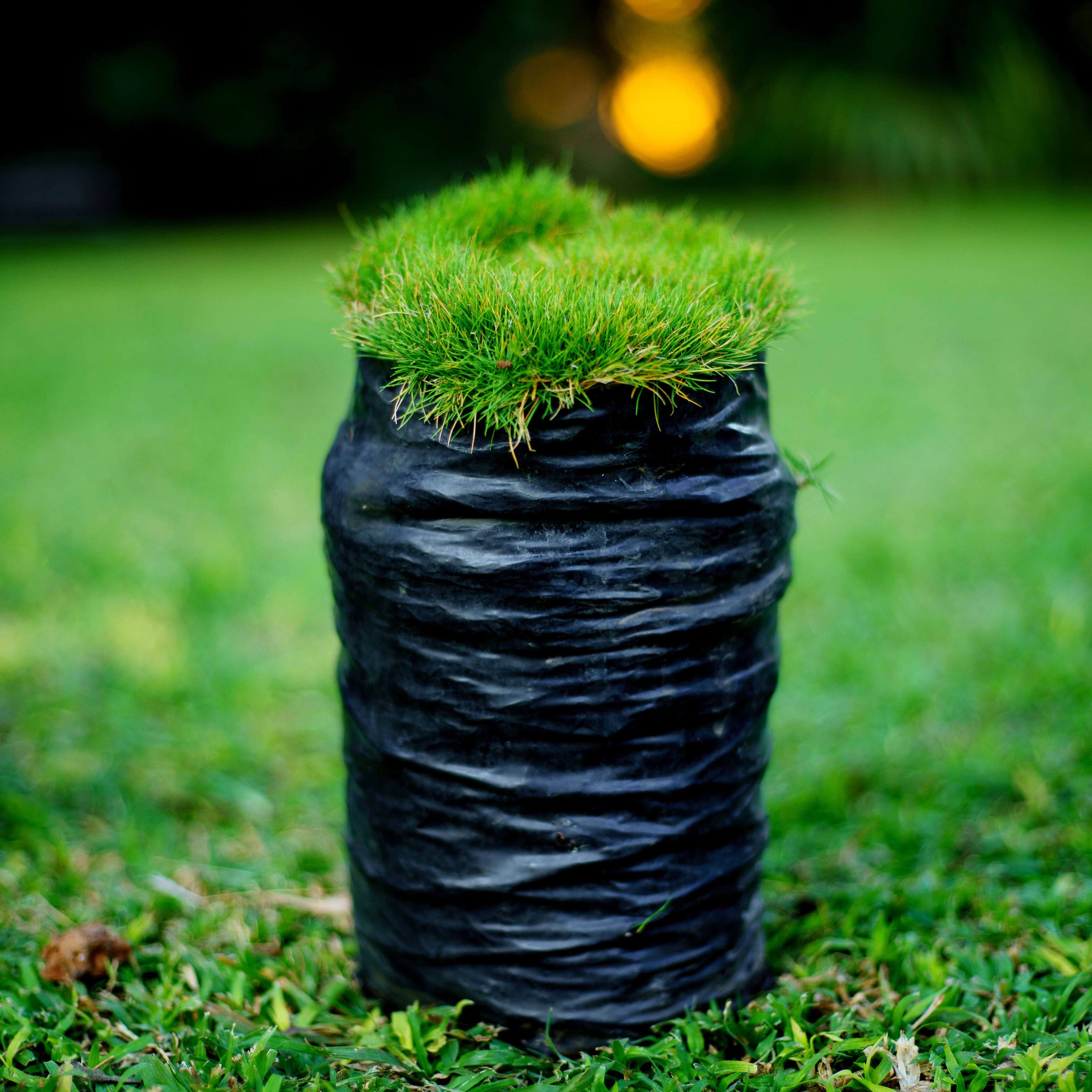 No-Mow Lawn