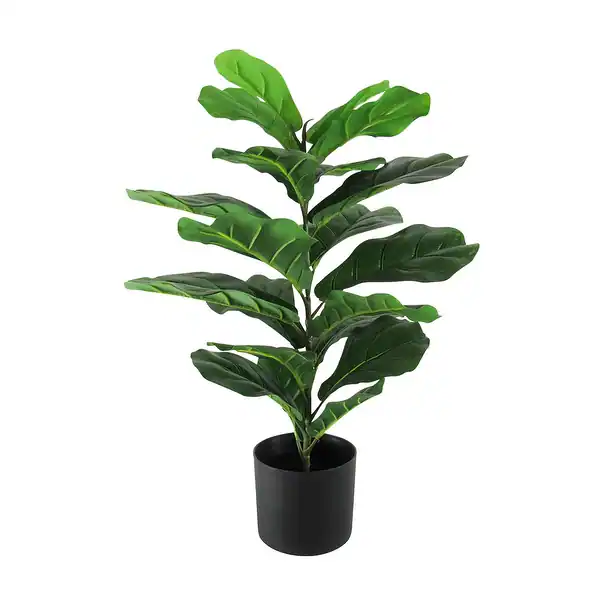 Figtree