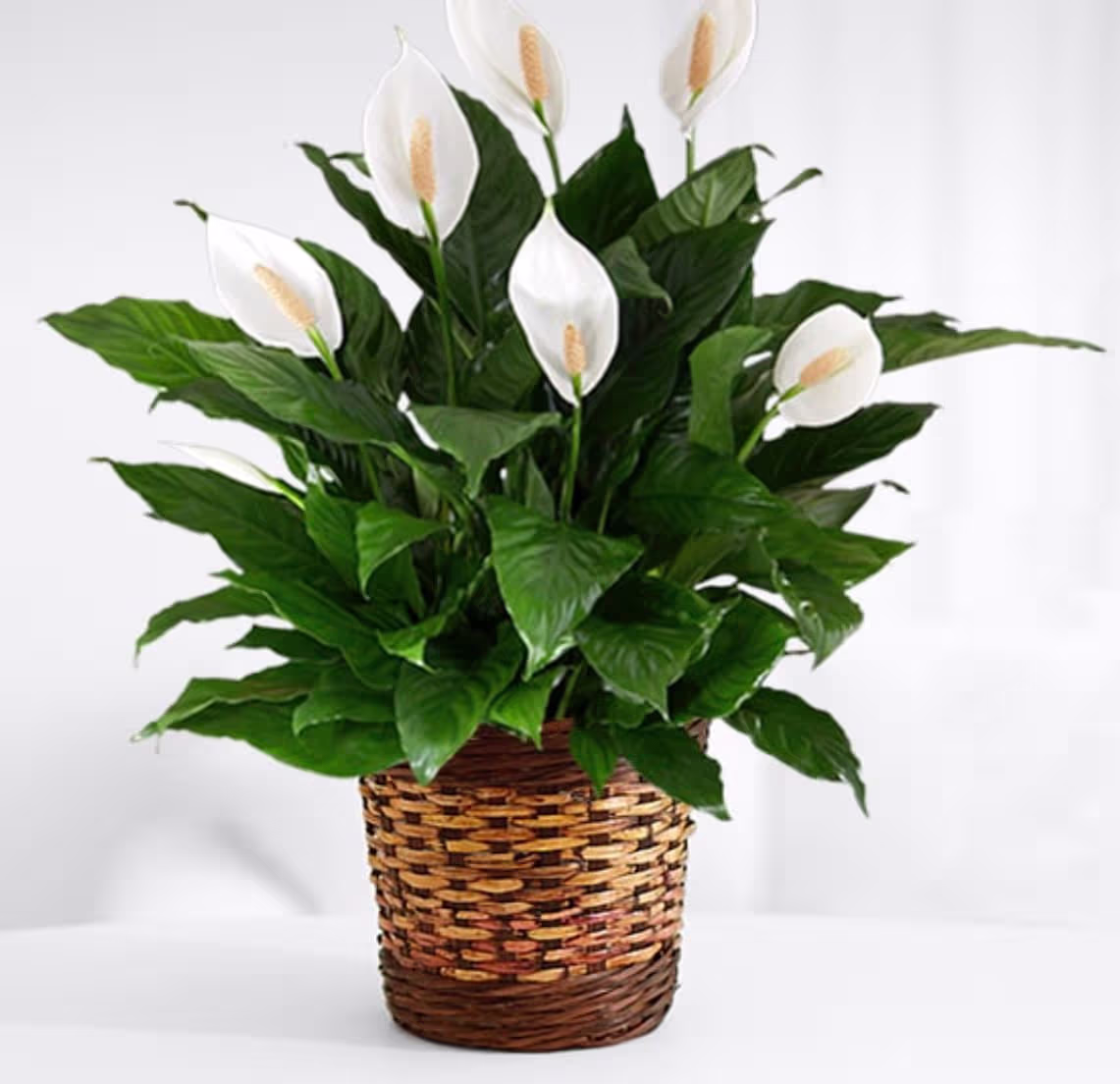 Peace Lily