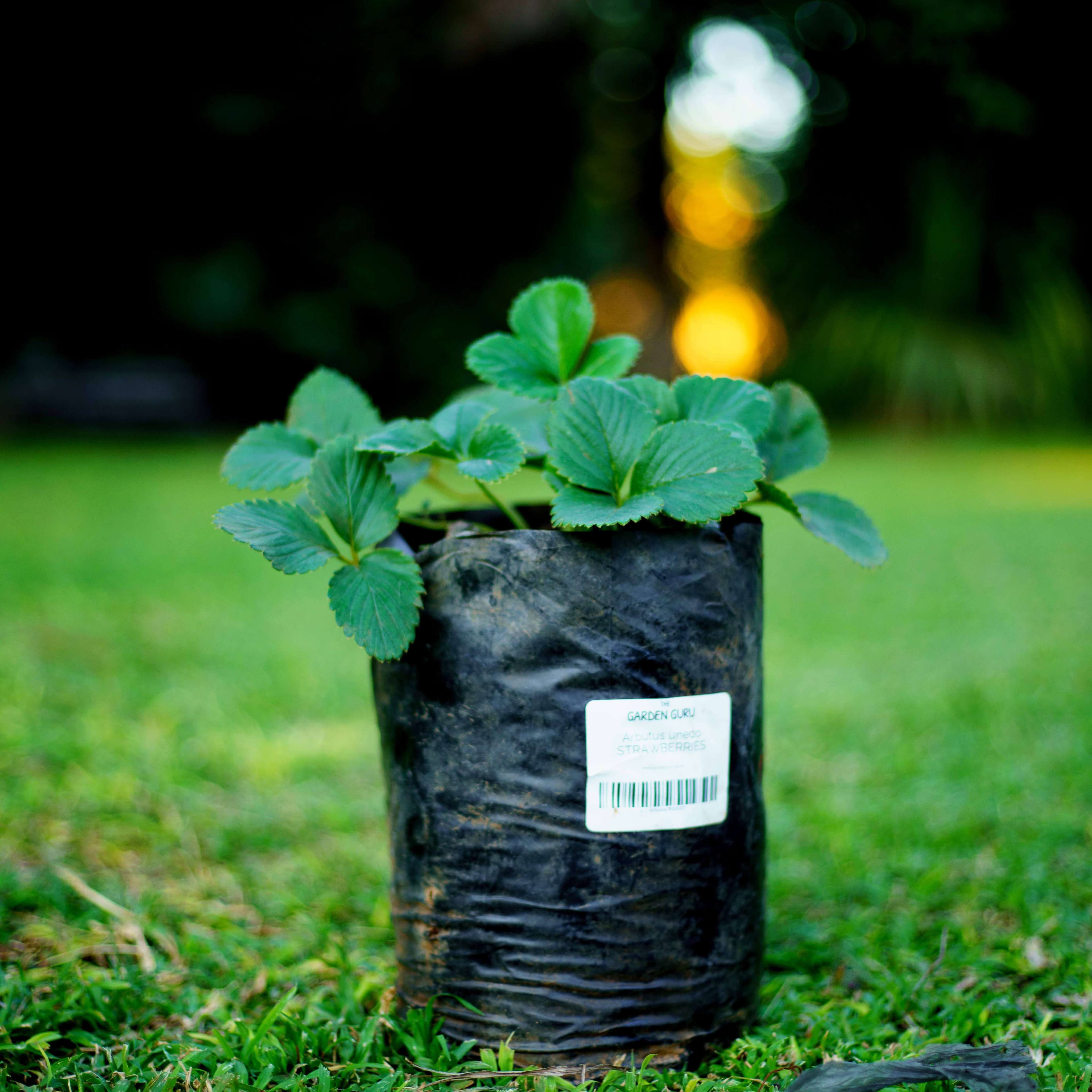 Strawberry Plants